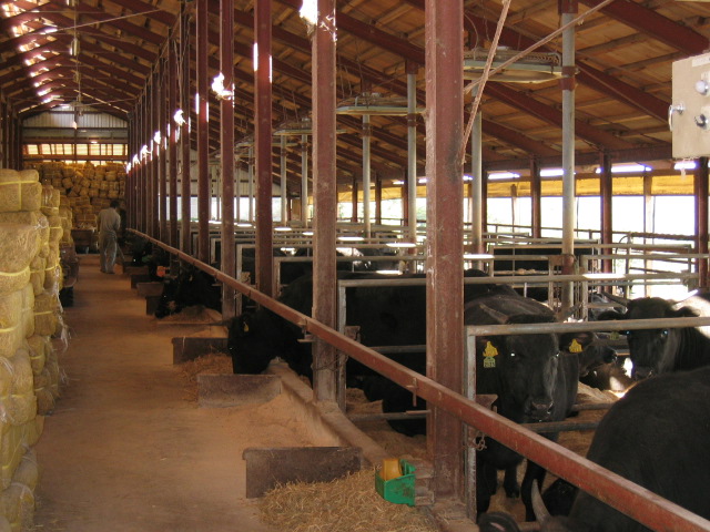 全牛舎に空調完備