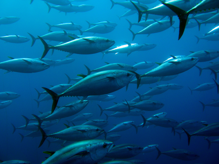 マグロは回遊魚です