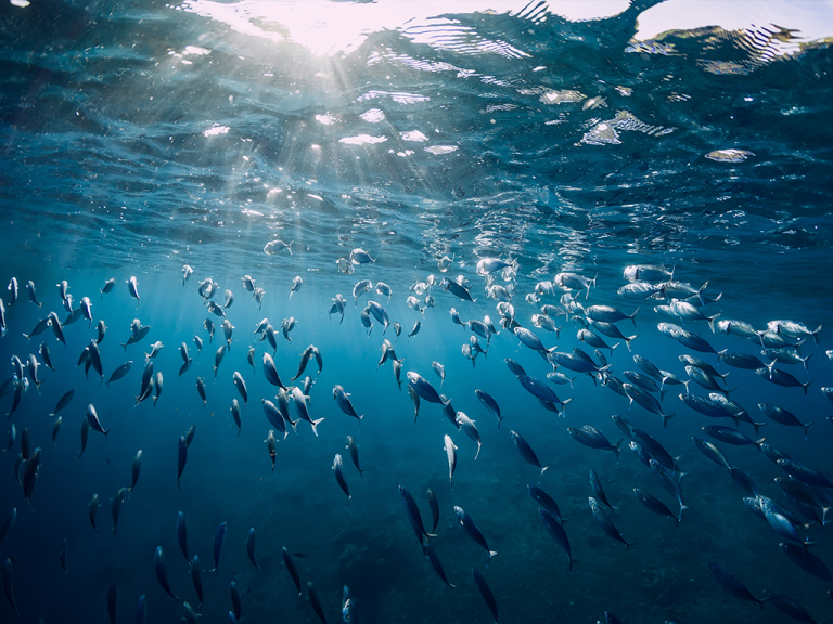 大自然の大海を泳ぎ回ります
