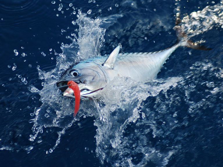 筋肉に力強さがあります